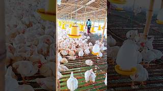 Download lagu inovasi cerdas menggabungkan kandang ayam dan kolam lele #inovasibisnis #ayampotong #shortvideo mp3