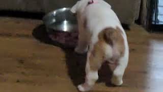 Beabull Puppies Videos