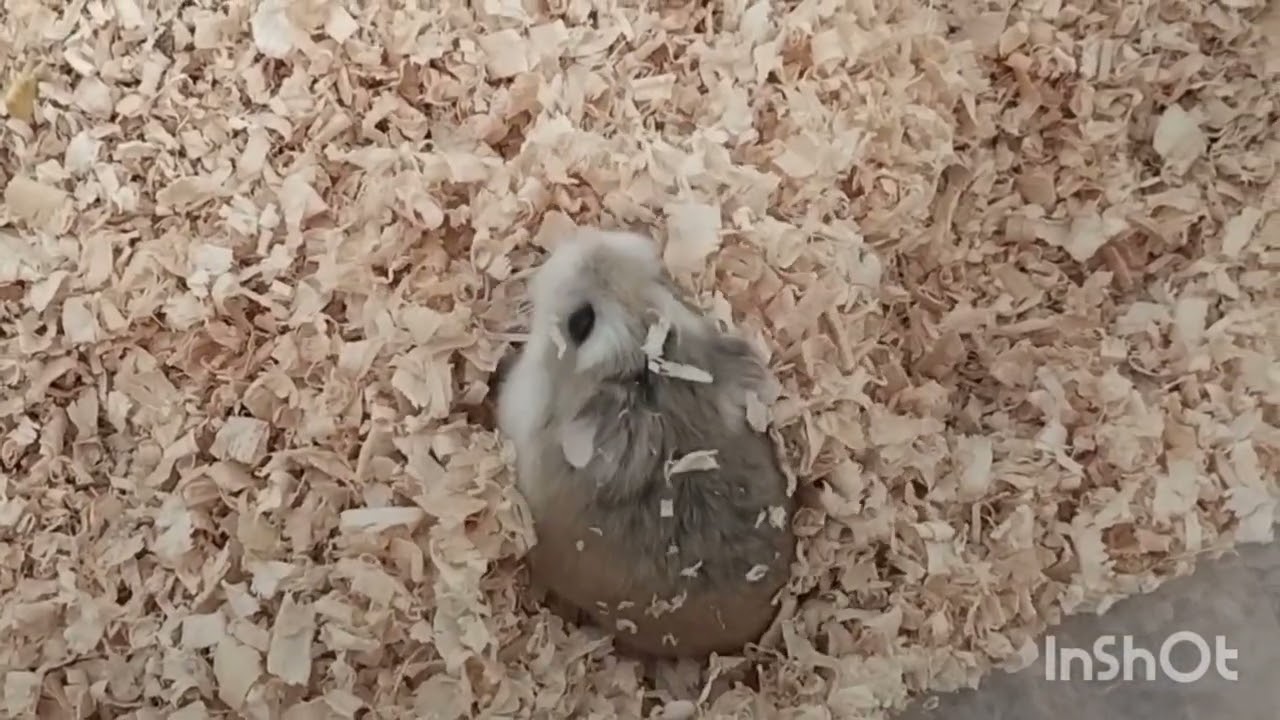 ロボロフスキーハムスターに近づいてみたら