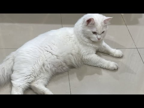 Sitara Diaries is live!