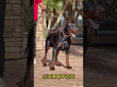 The love for these cute puppies grows day by day #dog #pet #cutedog #puppy #puppylove #cuteanimal