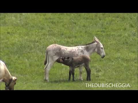 UN' ASINA CHE ALLATTA IL SUO PICCOLO IN VALLE STURA (CN) DOM. 28 - 7 - 2019