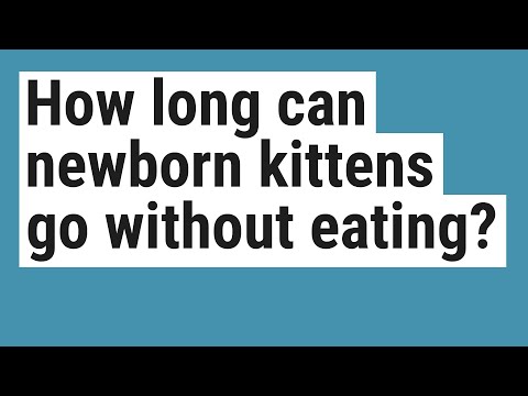 How long can newborn kittens go without eating?