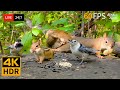 24 7 LIVE Cat TV For Cats To Watch Greedy Birds Chipmunks And Squirrels 4K Cat Games