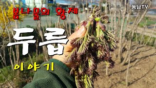 봄나물의 황제 두릅 이야기
