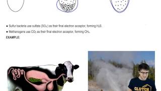 Anaerobic Respiration