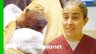How To Care For A Baby Rodrigues Fruit Bat | The Zoo