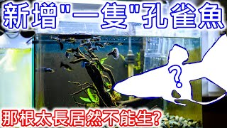 孔雀魚玩家送我"一隻"孔雀魚 | 藍尾禮服孔雀魚 | Professional breeder GIVE me ONE Guppy fish only 🐟