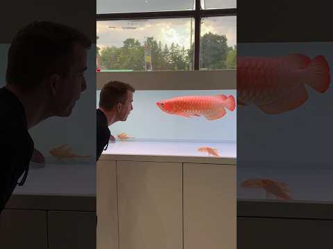 Dive into the mystical world of Asian Arowana! 🌟