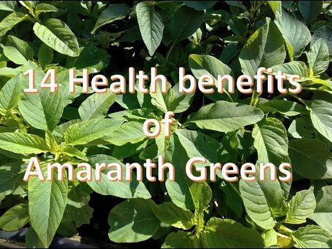 アマランスのメリットメリットとカロリーの害 ファーマー オンライン アマランスのメリットメリットとカロリーの害 ファーマー オンライン