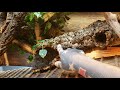 green iguana and red foot tortoise shared enclosure !