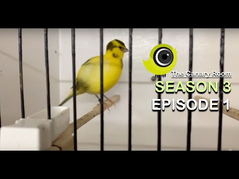 The Canary Room - Season 3 - Episode 1