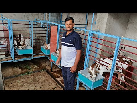 70kg+ Yumn || The Heaviest Barbara and New Setup of Ashmira Goat Farm Aurangabad