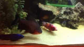 My crazy pacu fish so afraid of the aquarium light..