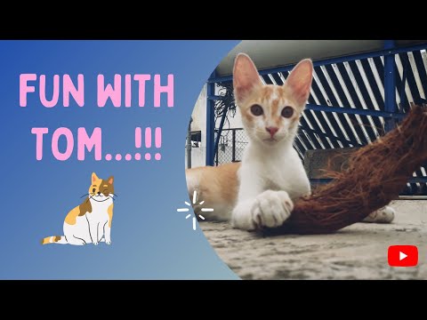 CAT video | FUN with cat | ...😽😻😾😸😹