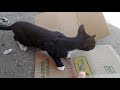 Black Cat Meowing From Hungry Wait For It