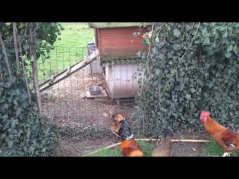 video 2020 02 05 15 42 18