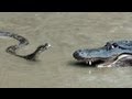 Python vs Alligator 01 -- Real Fight -- Python attacks ...