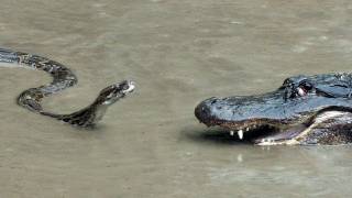 Python vs Alligator  01 -- Real Fight -- Python at