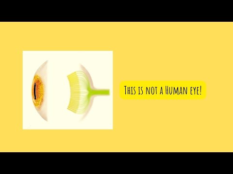 OUR EYE IS NOT A DESIGN DISASTER | INVERTED RETINA | By The Inquisitive Medico