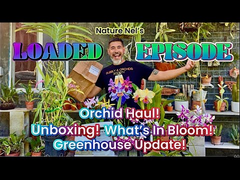 “ORCHID EXTRAVAGANZA: Three Festival Hauls, Unboxing, Greenhouse update, Blooming Highlights