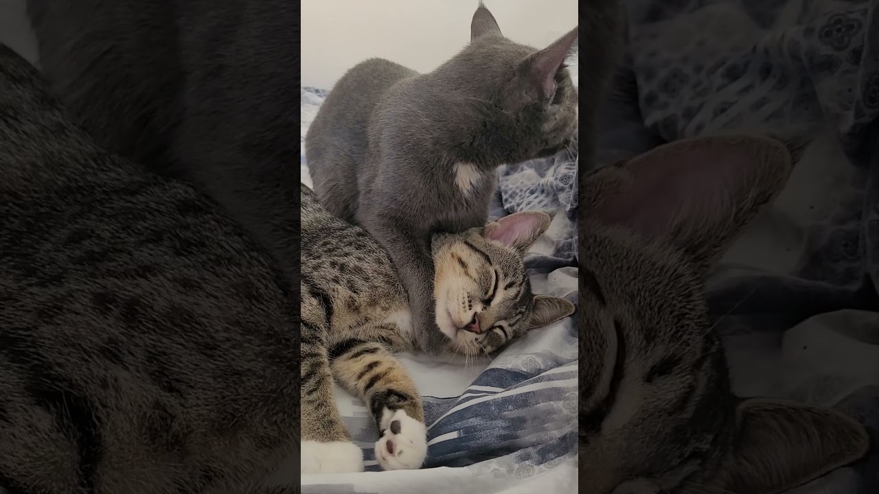 Dobbin, a ADOPTABLE Domestic Short Hair in Mississauga, ON video 6/6
