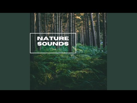 Wild Life In The Forest Sounds