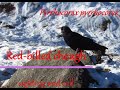 Red-billed Chough Pyrrhocorax pyrrhocorax in high altitude Himalayan snow - sighting and call