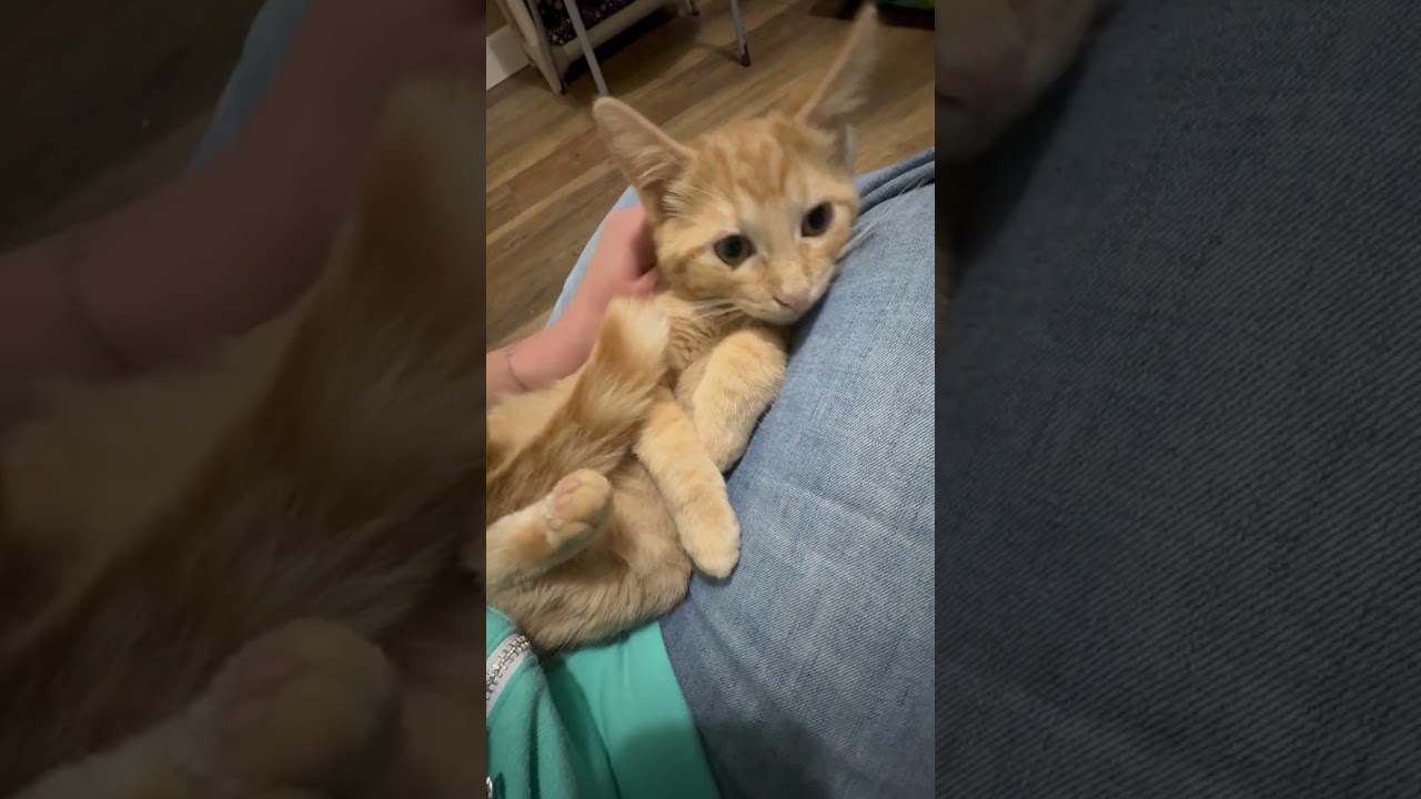 Enlarge Oliver - purrecious baby boy, a Adoptable Tabby in Neenah, WI video 6/6