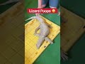 Lizard Poops 😳🦎💩 #shorts #lizard