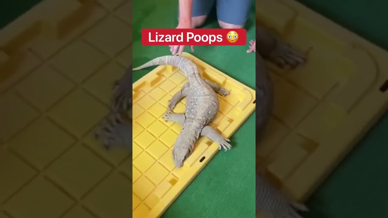 Lizard Poops 😳🦎💩 #shorts #lizard