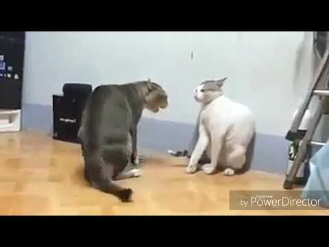 جب دو شیر ایک ہی جنگل میں رہتے ہوں تو کیا ہوتا ہے ضرور دیکھئے