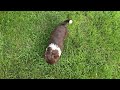 Portuguese Water Dog dogs for sale: Mary - Video 2