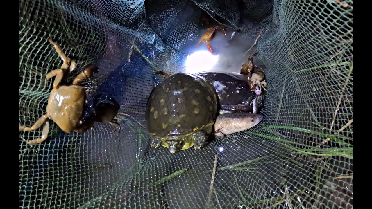 Team HEAL Rescues Turtles in Trouble!