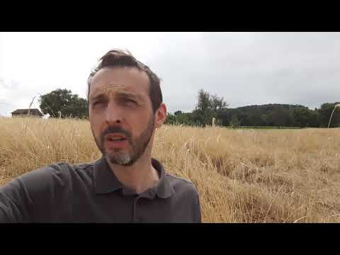 Waldstauderoggen 2019 auf eigenem Feld