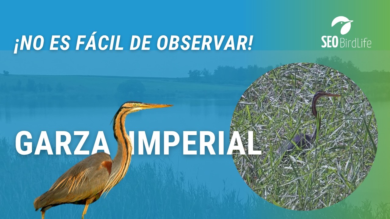 GARZA IMPERIAL · P.N. de las Tablas de Daimiel, Ciudad Real, España