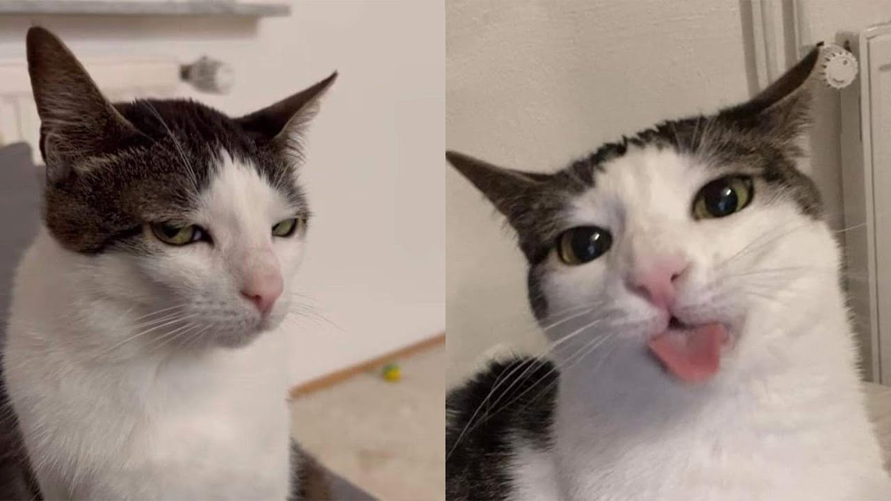 Try Not To Laugh 🤣 New Funny Cats Video 😹 - Tuxedo Cat Part 62