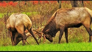 Brendan's First Time in Elk Country Pennsylvania