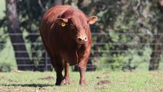 Download the video "4th Grassfields November Sale - Thursday, 6 November 2025 – 11:00 Presenting lot 13 ** GRB 22-199**"