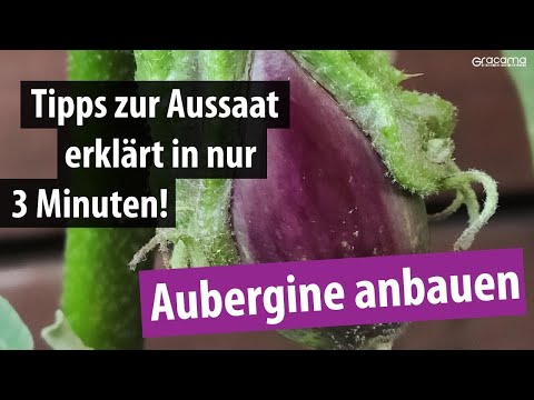 , title : '🍆 Aubergine anbauen - Wie geht das? | ERKLÄRT in 3 Min. | Aussaat im Januar und Februar'