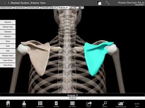 Clavicle and scapula in Human Anatomy Atlas