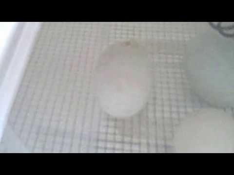 Our first signs of a hatching!