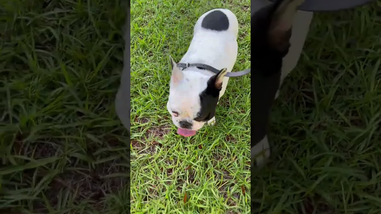 Dog Training - Practicing Come Command Off Leash