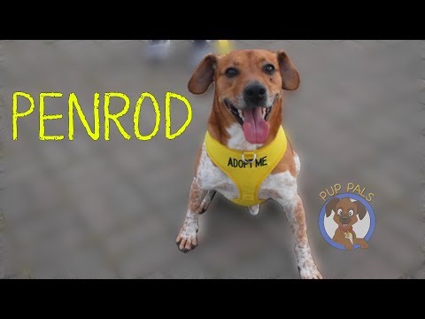 Penrod Pooch $25 Adoption Fee, an adopted Jack Russell Terrier & Beagle Mix in Cincinnati, OH_image-1