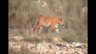 preview picture of video 'Tiger in Jungle Safari (Jim Corbett National Park)'