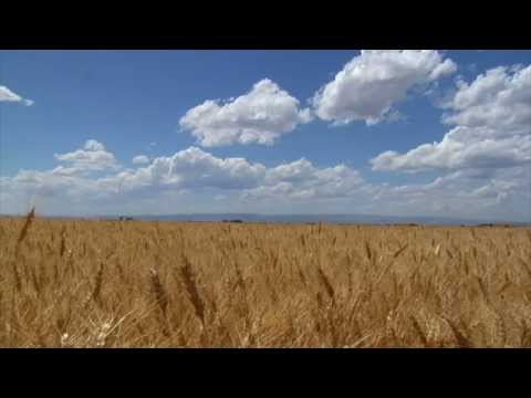 Farro -- The Ancient Grain