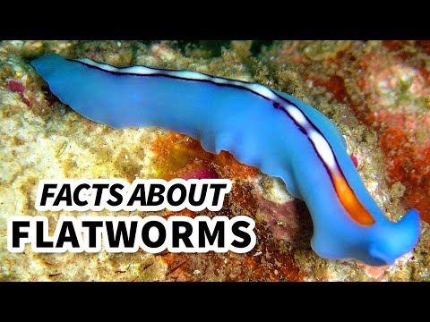 Flatworm Facts: WORMS that can live INSIDE YOU | Animal Fact Files