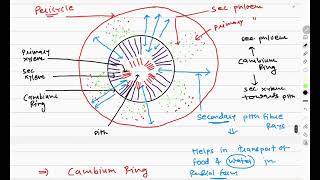 secondary growth#11ncert#anatomy#plant#stem#neet#biology