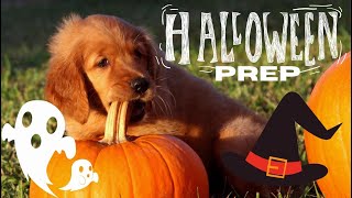 Preparing your Puppy for Halloween