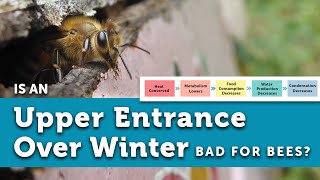 Is An Upper Entrance In the Winter Bad for Your Bees? | Overwintering Your Beehive
